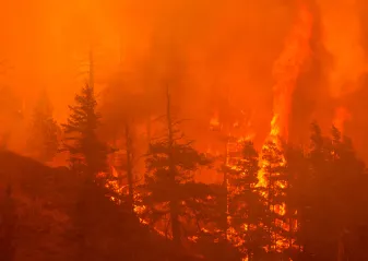 Forestry fire