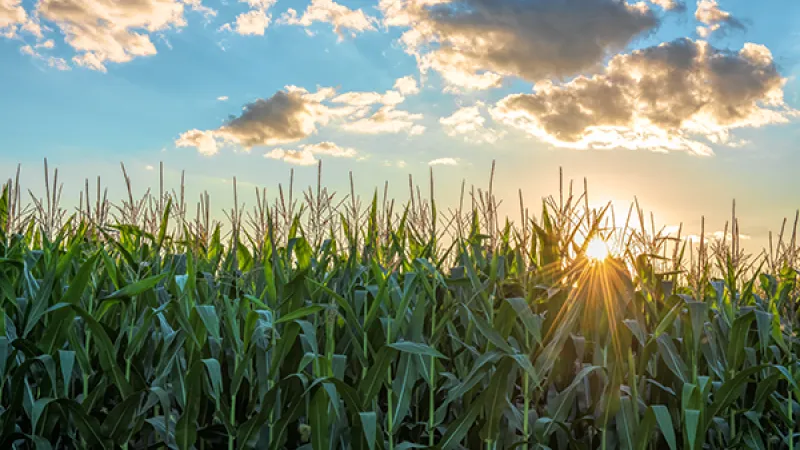 A-Maizing Corn